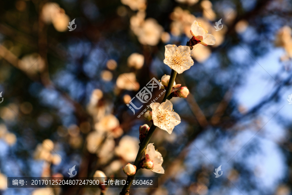白梅花