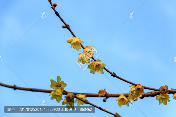 金梅花,蠟梅花,黃梅花,蠟梅
