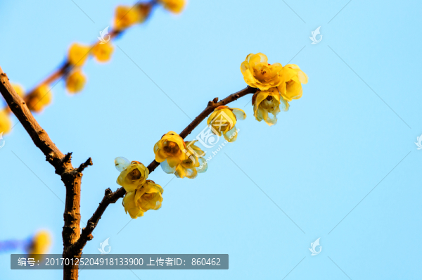 金梅花,蠟梅花,黃梅花,蠟梅-匯圖網(wǎng) www.fosd68.com 金梅花,蠟梅花,黃梅花,蠟梅