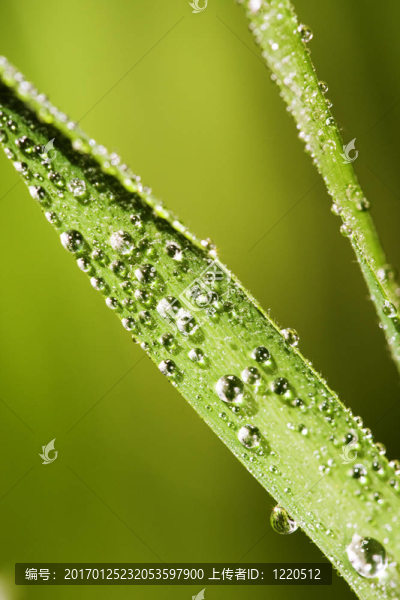 綠色的草