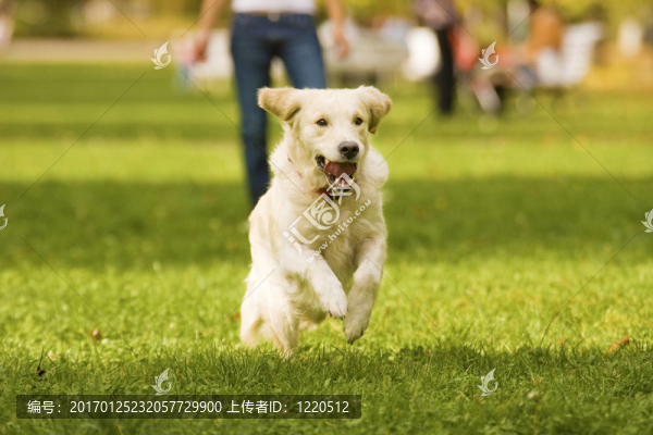 金毛獵犬
