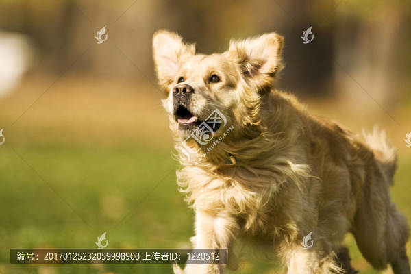 金毛獵犬