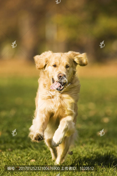 金毛獵犬