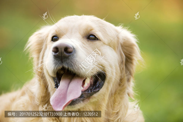 金毛獵犬