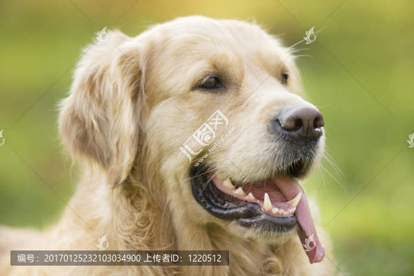 金毛獵犬