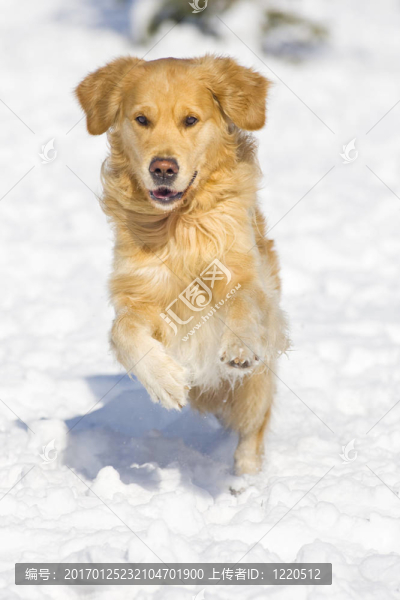 金毛獵犬