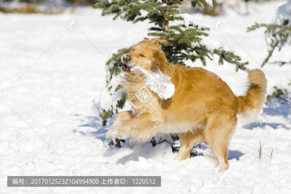 金毛獵犬