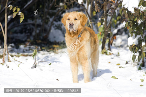 金毛獵犬