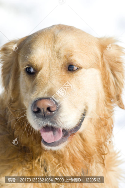 金毛獵犬