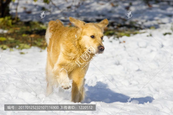 金毛獵犬