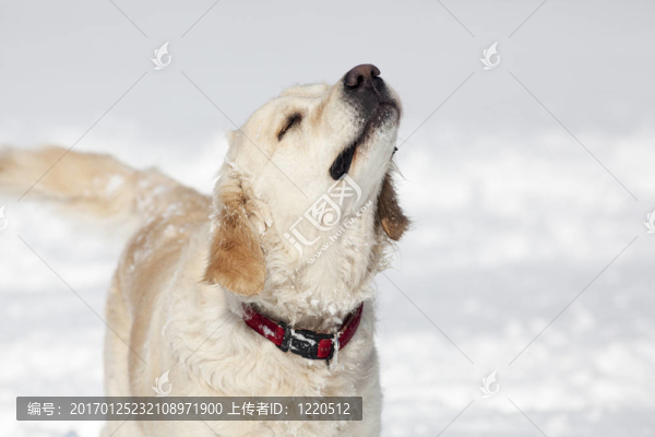 金毛獵犬