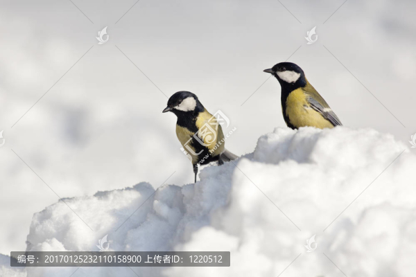 雪地上的兩山雀