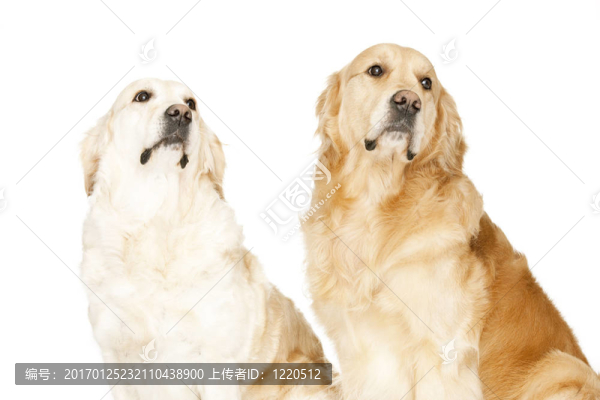 兩黃金獵犬
