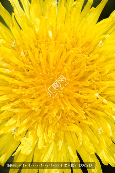 接近一朵蒲公英的花-匯圖網(wǎng) www.fosd68.com 接近一朵蒲公英的花