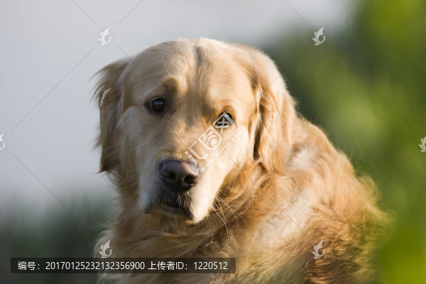 金毛獵犬