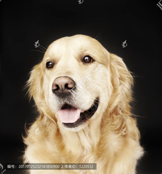 金毛獵犬