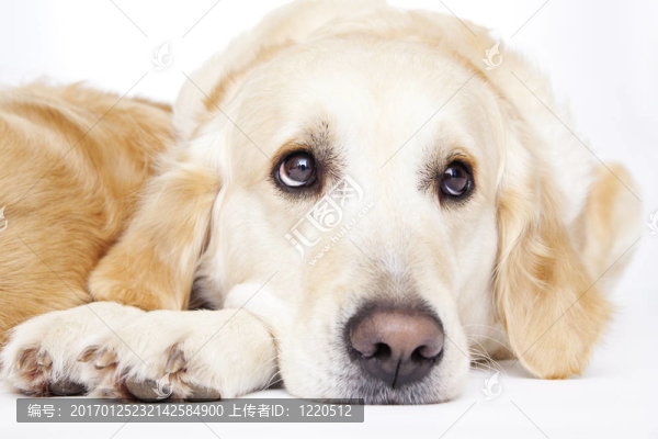 金毛獵犬