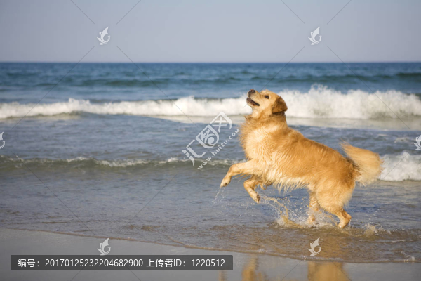 海灘上的金毛獵犬