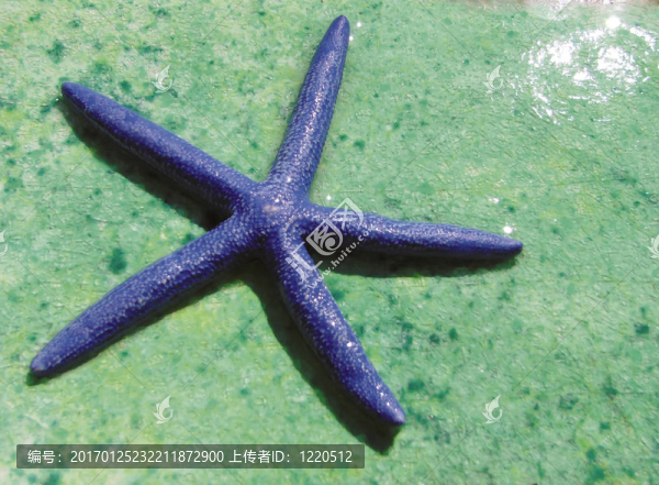 藍(lán)海星-匯圖網(wǎng) www.fosd68.com 藍(lán)海星