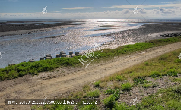 綠草海