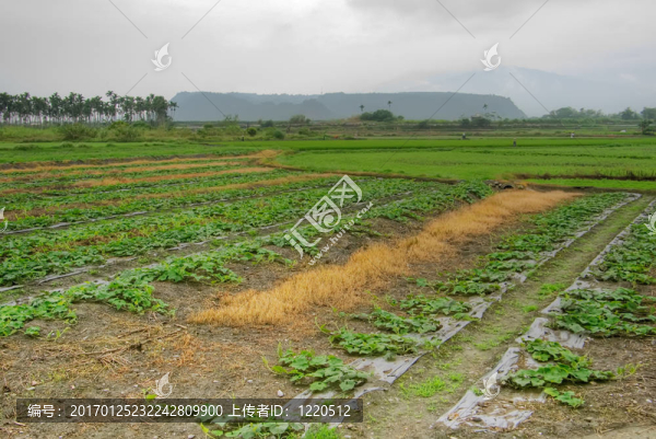 Green,Rice的背景