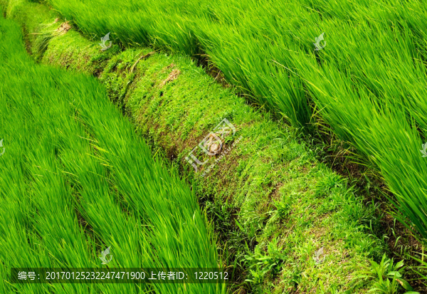 綠色草原與道路