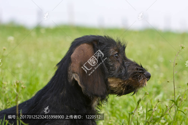 絲毛狗