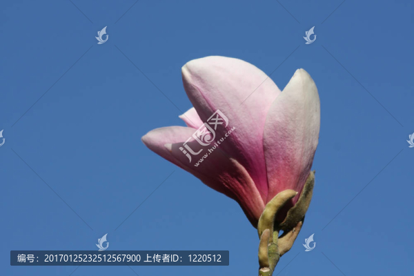 碟形木蘭小蜘蛛