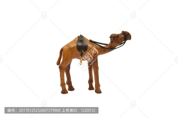 白色駱駝上的阿拉伯駱駝