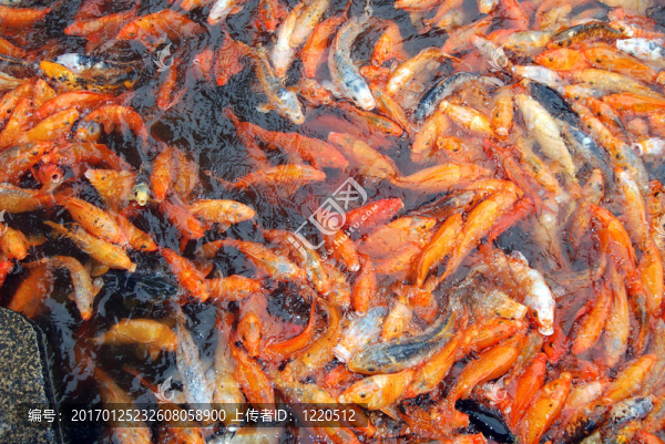 金色的魚