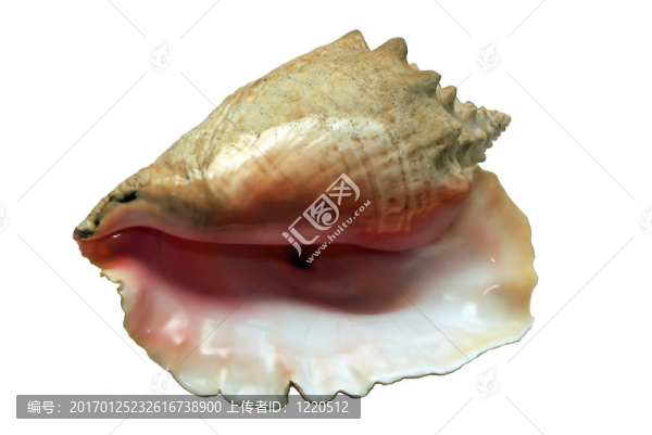 海貝殼