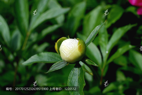 牡丹芽