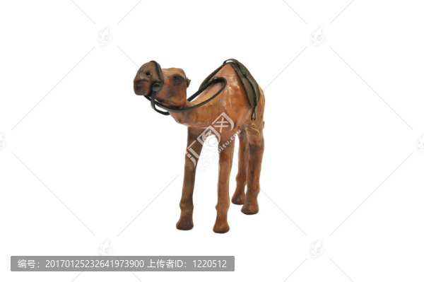 白色駱駝上的阿拉伯駱駝