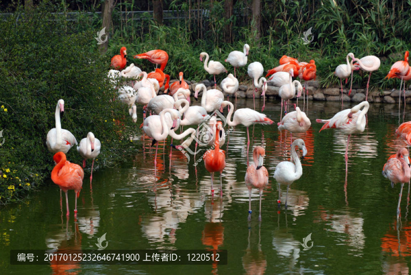粉紅色的火烈鳥