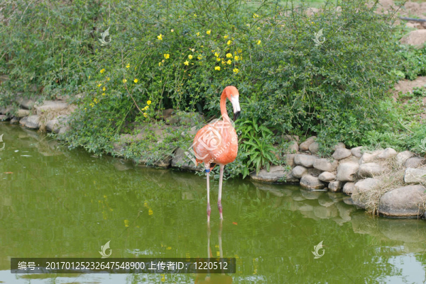 粉紅色的火烈鳥