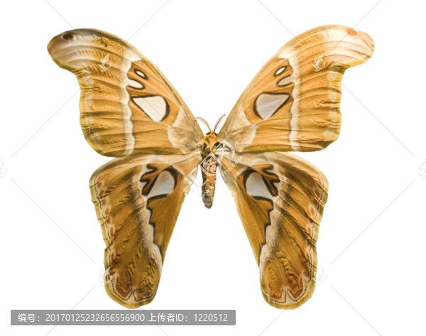 白色背景上的明亮蝴蝶-匯圖網(wǎng) www.fosd68.com 白色背景上的明亮蝴蝶