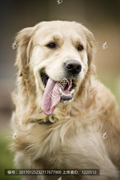金毛獵犬