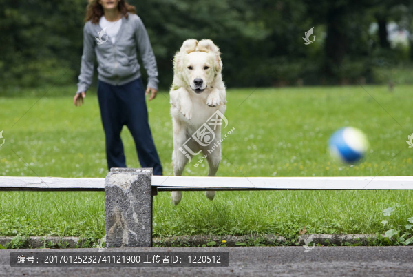 金毛獵犬跳躍