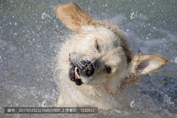 小狗搖著頭
