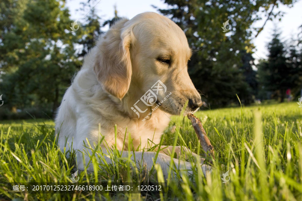 金毛獵犬
