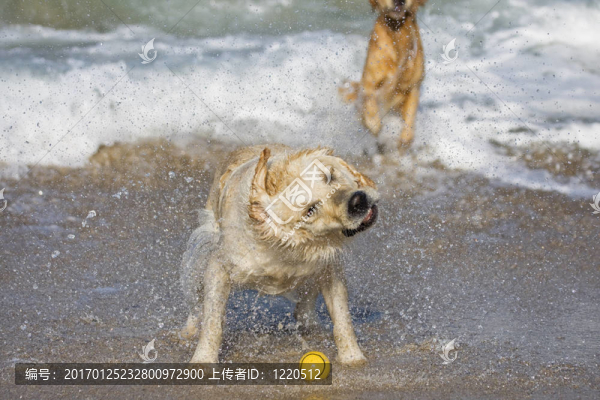 狗在海灘上搖頭