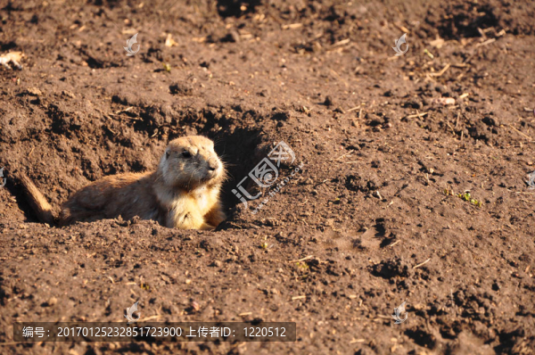 草原犬鼠