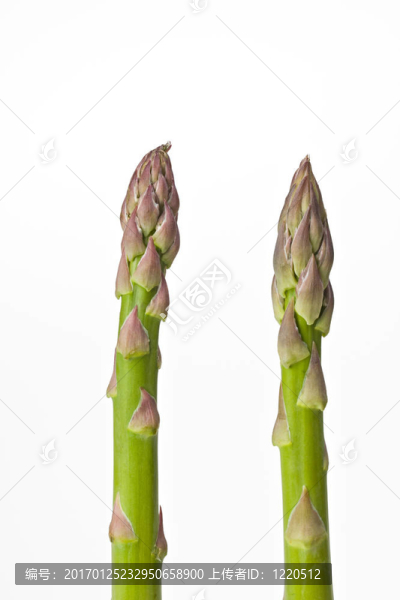 蘆筍-匯圖網(wǎng) www.fosd68.com 蘆筍