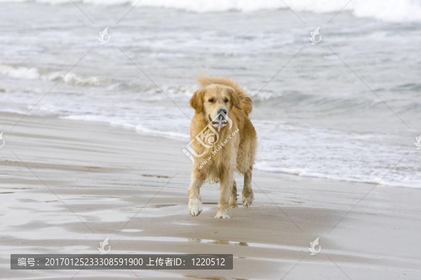 金毛獵犬