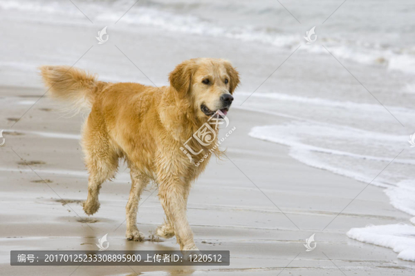 金毛獵犬