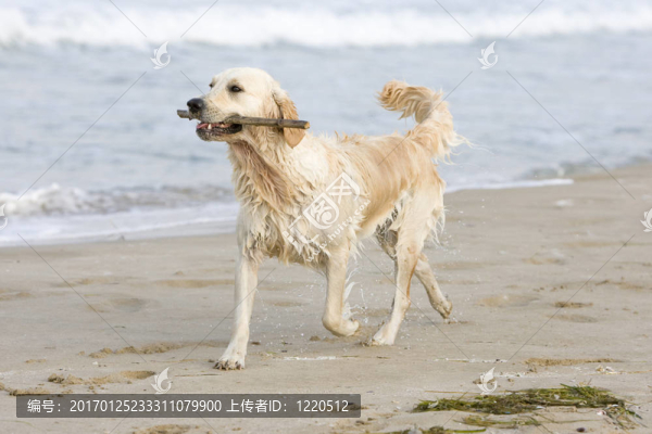 金毛獵犬