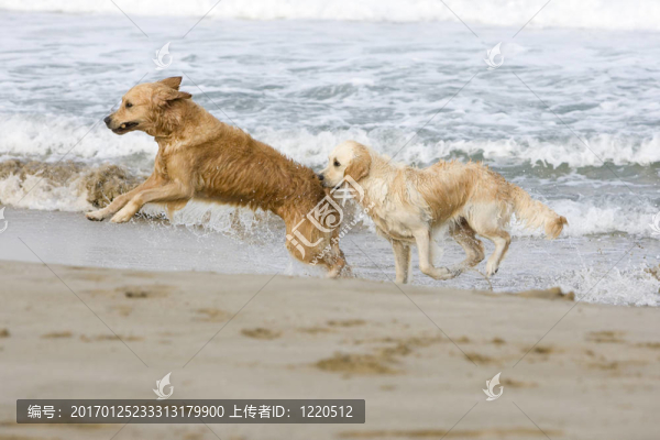 兩黃金獵犬