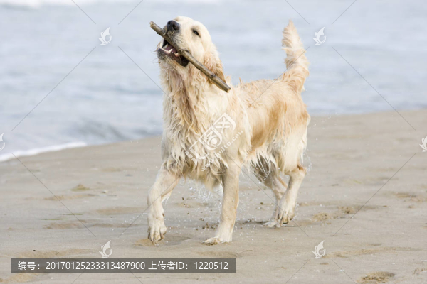金毛獵犬