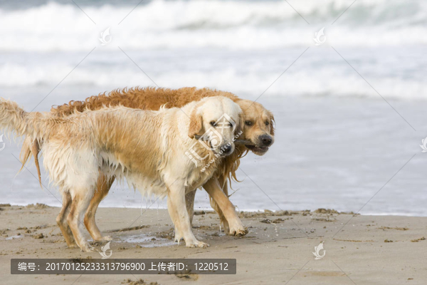 兩黃金獵犬-匯圖網(wǎng) www.fosd68.com 兩黃金獵犬
