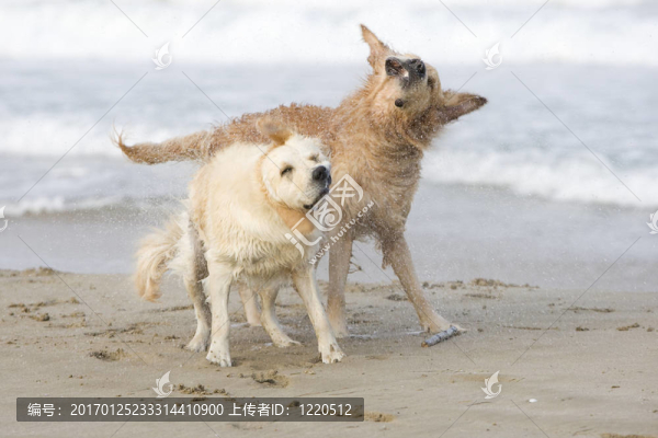 兩黃金獵犬